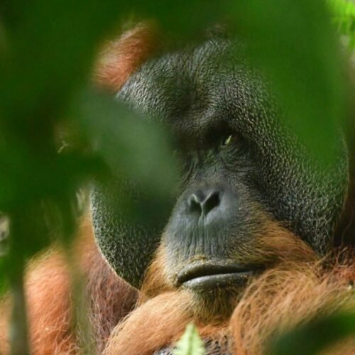 3-Hour Orangutan Discovery Trek